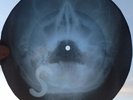 ROLLING STONES - PAINT IT BLACK -UNIQUE USSR GEORGIAN 60s X-RAY RECORD- LISTEN