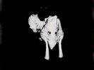 SIGUR ROS 'KVEIKUR' Sulphuric Yellow Coloured Double VINYL LP (RSD 2023)