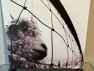 Pearl jam - Vs. Vinyl ReRElease Wie neu Soundgarden Nirvana