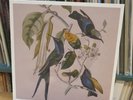 Rare Susumu Yokota - Sakura vinyl 2lp