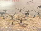 Azymuth - Early Days. LP Vinyl Album Reissue.  Rare Jazz