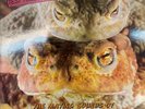 Peter And The Test Tube Babies ‎– The Mating Sounds Of South American  LP