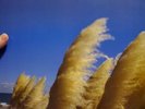 Jimmy Eat World Static Prevails Vinyl 2LP LTD Clear W/ Tan + Blue Splatter -NEW-
