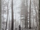 Taylor Swift - Folklore 2xLP - Deluxe Gold 'In The Trees' Edition