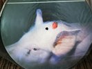 Strawberries Damned picture disc LP vinyl album record UK