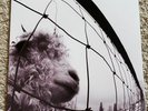 PEARL JAM: Vs. 180 Gram 2xVinyl 12