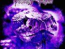 Velvet Viper - Nothing Compares To Metal Limited Transpar (2023 - EU - Original)