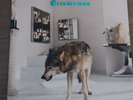 Grinderman-Grinderman- 2 x 12