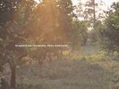 Oren Ambarchi - Grapes From The Estate | [Black Vinyl LP] |