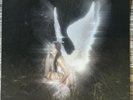 Young Forever by Barrett, Nessa (Record, 2023)(Pink)