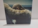 Beyoncé - Lemonade 12