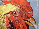 PAVEMENT - Watery Domestic - Vinyl (LP + MP3 album download code)