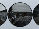 3 x 10 inch Nirvana live picture disc set