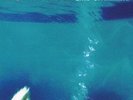 MORPHINE: LIKE SWIMMING - RED (LP vinyl .)