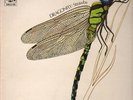 Strawbs Dragonfly GOLD LABEL UK ORIGINAL NEAR MINT A & M Records Vinyl LP