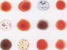 Peter Gabriel - Scratch My Back & I'll Scratch Yours [Used Vinyl LP] 180 Gram