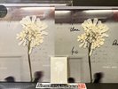 DAUGHTER Stereo Mind Game Eco-Coloured Vinyl LP + SIGNED PRINT & BONUS TAPE NEW