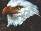 MOGWAI HAWK IS HOWLING NEW LP