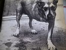 Alice in Chains by Alice in Chains (Vinyl, Nov-1995, Columbia (USA))