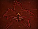 Machine Head The Burning Red (Vinyl) 12