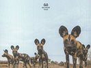 BALTHAZAR - Fever (reissue) - Vinyl (LP)