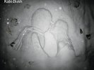Kate Bush 50 Words for Snow (Fish People Edition) (Vinyl)