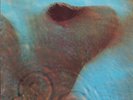 Pink Floyd - Meddle (Vinyl LP - Gatefold - IT 1978)
