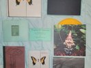 Paramore BRAND NEW EYES Limited Edition Box Set - COMPLETE   #7836