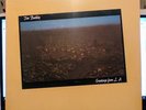 TIM BUCKLEY GREETINGS FROM L.A. USA VINYL LP 1972 - STILL SEALED MINT