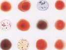 Peter Gabriel - Scratch My Back & I'll Scratch Yours [Used Vinyl LP] 180 Gram