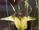 Psychic TV - Dreams Less Sweet - Gold Stamped Vinyl Promo