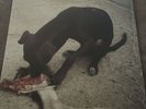 Slowthai Runt EP - New Sealed