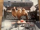 Wilco (The Album) Gatefold 12