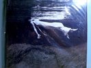 BILL EVANS/JIM HALL UNDERCURRENT RARE SEALED ORIG LTD EDITION MFSL AUDIOPHILE LP