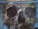 The Grateful Dead - This Is The End Live Recordings RARE  Green Splatter Color