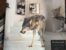 Grinderman Grinderman 2 Lp Near Mint