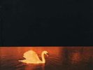 Van Morrison - Avalon Sunset (LP, Album)