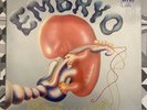 Krautrock, Jazz-Rock, Prog Rock | Embryo – Rocksession | Original