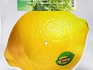 FOOLS GARDEN - LEMON TREE  SHAPED PICTURE DISC   EP   R