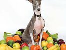 SHELLAC Excellent Italian Greyhound LP New 0036172100316