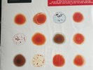PETER GABRIEL: SCRATCH MY BACK / & I'LL SCRATCH YOURS 2LP (180 gram) NEW/ SEALED