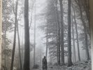 Taylor Swift Folklore 2 x Vinyl, LP, Album, Deluxe Edition, Brown In The Trees