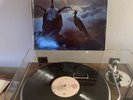 ROXY MUSIC - AVALON 1982 1st Pressing in Shrink NM/MT nr flawless vinyl LP