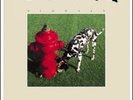RUSH SIGNALS NR.MINT 1982