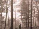 TAYLOR SWIFT FOLKLORE DOUBLE LP VINYL 2LP 'in the trees' standard brown vinyl in