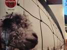 Pearl Jam - VS - Versus - Limited 30th Anniversary Edition Clear Color Vinyl LP