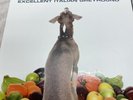Shellac Excellent Italian Greyhound. LP Vinyl And CD
