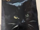 C.C CATCH catch the catch  RARE  ISRAELI LP