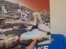 Led Zeppelin Houses Of The Holy. on vinyl