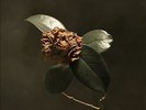 St Paul & The Broken Bones - Young Sick Camellia [NEW & SEALED] 12